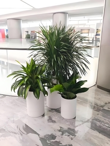 宁波前湾盆景租赁哪家靠谱？这家公司值得信赖